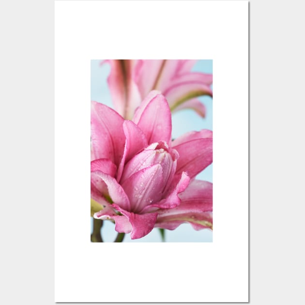 Lilium  Roselily Isabella  Double Oriental hybrid Lily Wall Art by chrisburrows